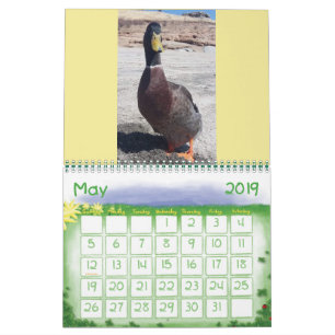 Calendário Ame-me alguns Nibbles Calendar 2019