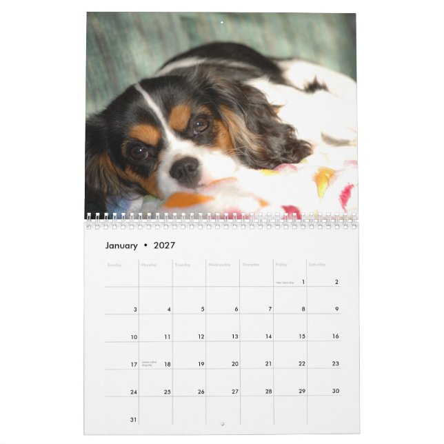 Calendário Amor descuidado do Spaniel de rei Charles! (Jan 2027)