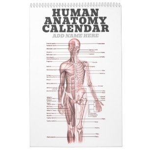 Calendário Anatomia humana Diagrama médico Ciência da Novidad