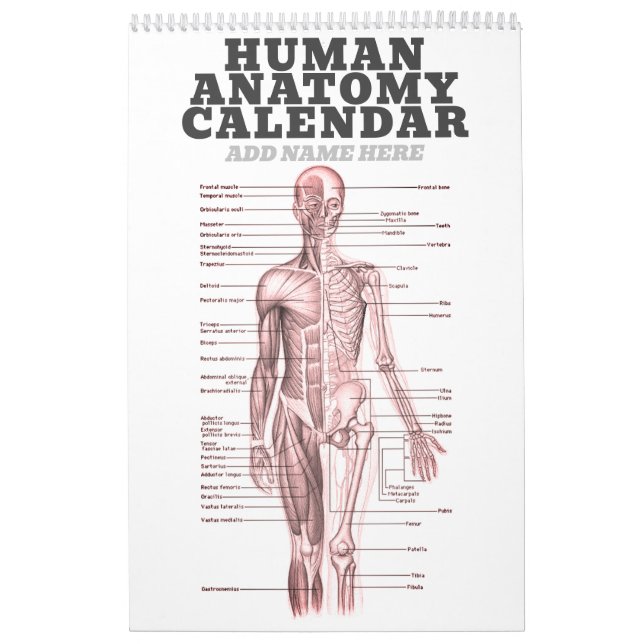 Calendário Anatomia humana Diagrama médico Ciência da Novidad (Capa)