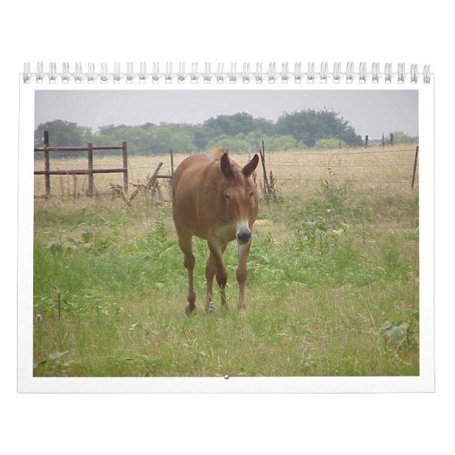 Calendário Animais Calander (Capa)