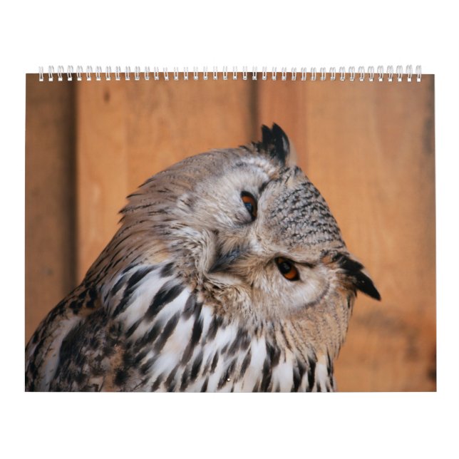 Calendário Animais Olhando Para Você (Capa)