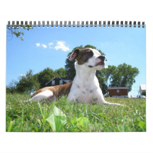 Calendário animal