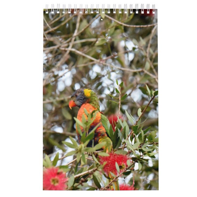 CALENDÁRIO ARCO-ÍRIS LORIKEET QUEENSLAND RURAL AUSTRÁLIA (Capa)