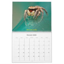 As aranhas mais giras