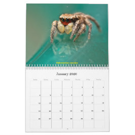 Calendário As aranhas mais giras
