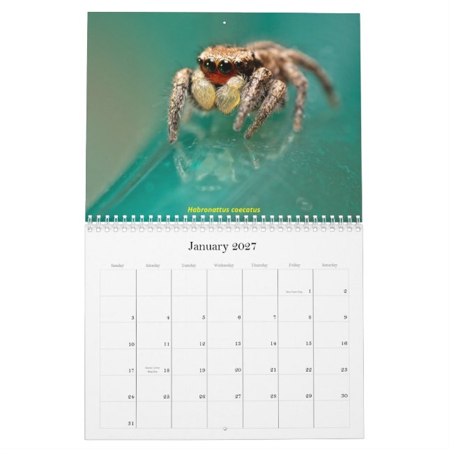 Calendário As aranhas mais giras (Jan 2027)