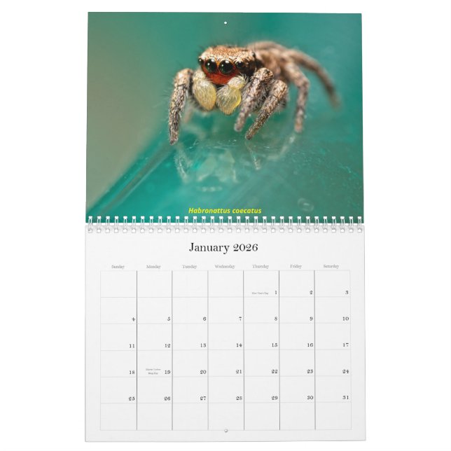 Calendário As aranhas mais giras (Jan 2026)