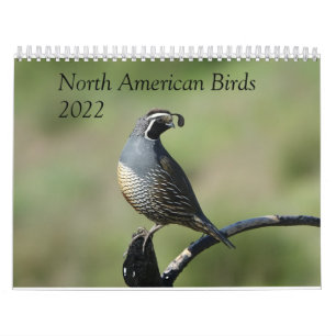 Calendário - Aves da América do Norte