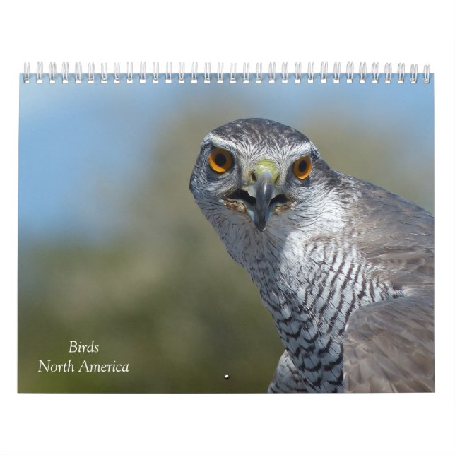 Calendário - Aves da América do Norte (Capa)