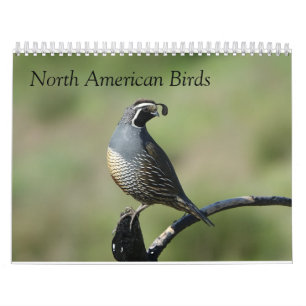 Calendário - Aves da América do Norte