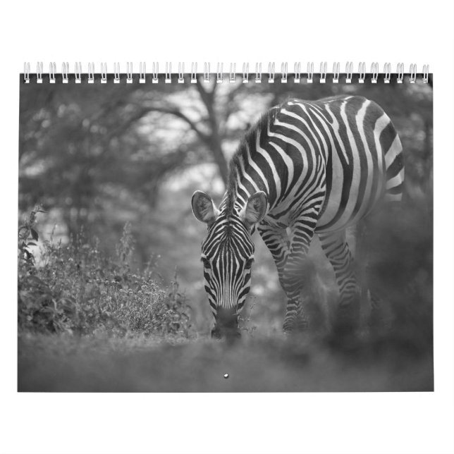 Calendário B/W do Zebra Animal (Capa)