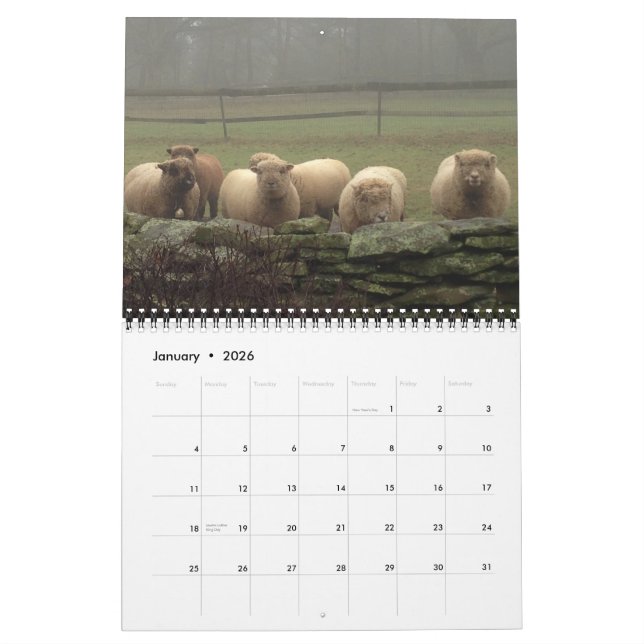 Calendário Babydoll Southdown Sheep 2015 NABSSAR Calendar (Jan 2026)