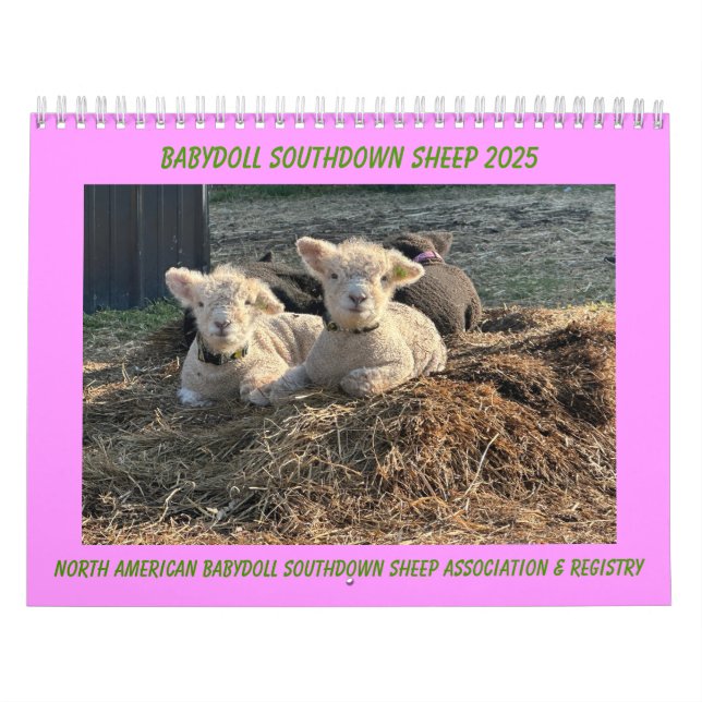 Calendário Babydoll Southdown Sheep 2025 (Capa)