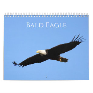 Calendário Bald Eagle