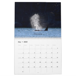 Calendário Baleias Assassinas Residentes No Sul Do Calendári