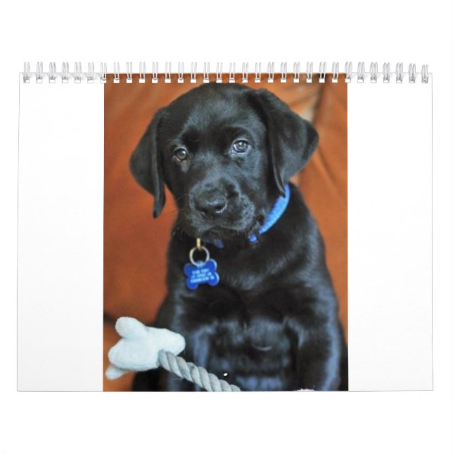Calendário beauty-the-labrador-retriever_42196_2010-02-24_w45 (Capa)