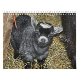 Calendário Bebês da cabra do pigmeu