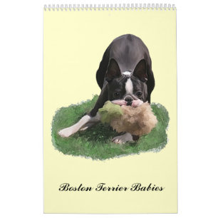 Calendário Bebês de Boston Terrier