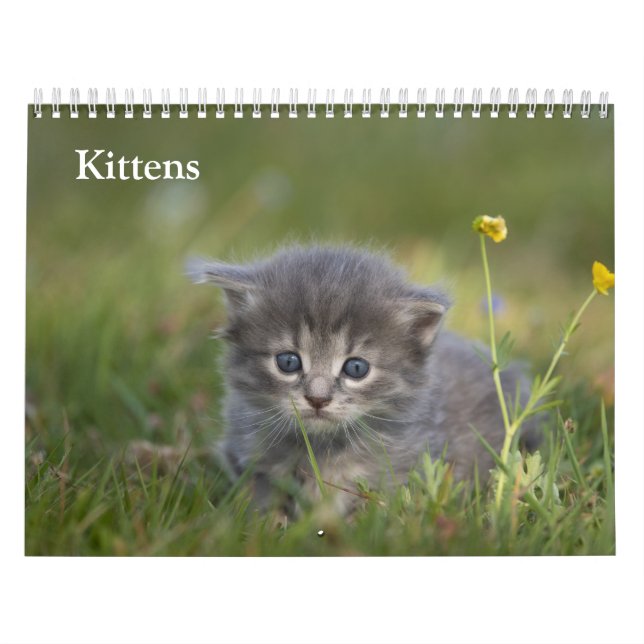 Calendário Bebês Gatos Fofos 2027 (Capa)