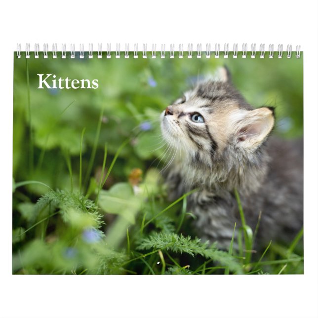 Calendário Bebês Gatos Fofos 2027 (Capa)