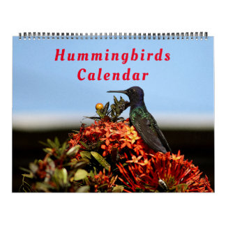 Calendário Belas Aves Hummingbird - Bonito Aves Coloridas