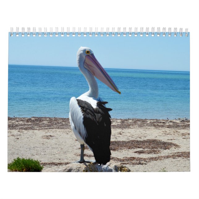 Calendário Beleza Dos Pelicanos Australianos 2019, (Capa)