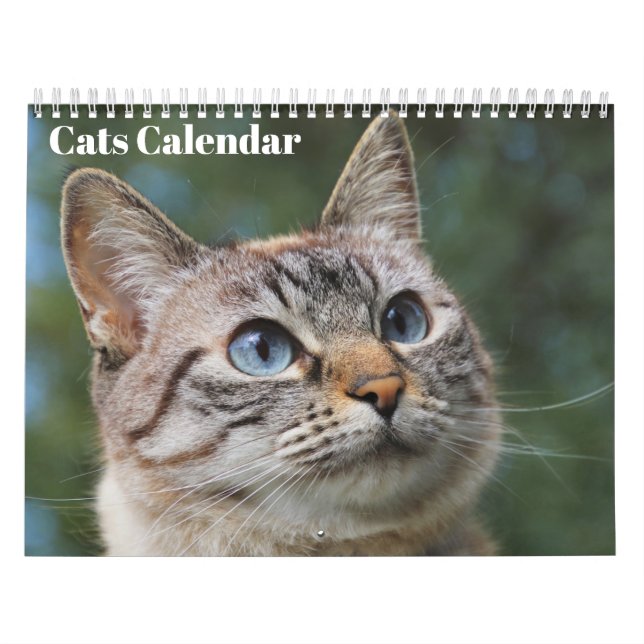 Calendário Bengal Cats 2025 (Capa)
