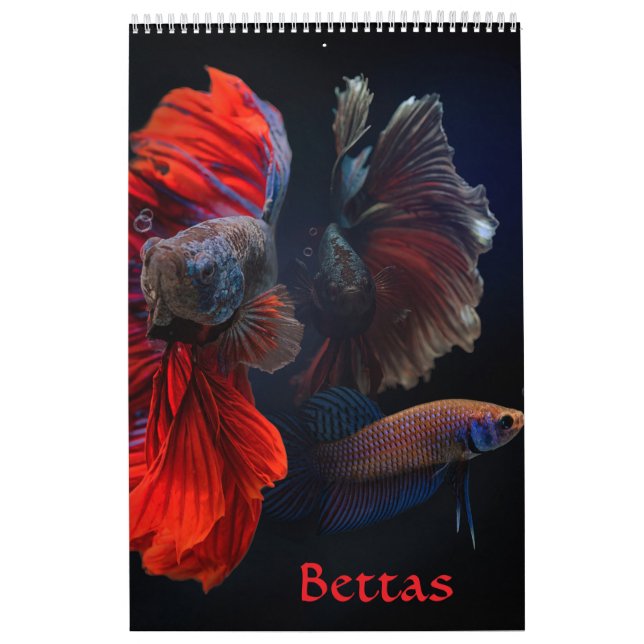 Calendário Betta Fish Calendar (Capa)