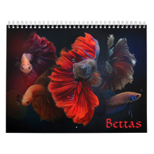Calendário Betta Fish Calendar