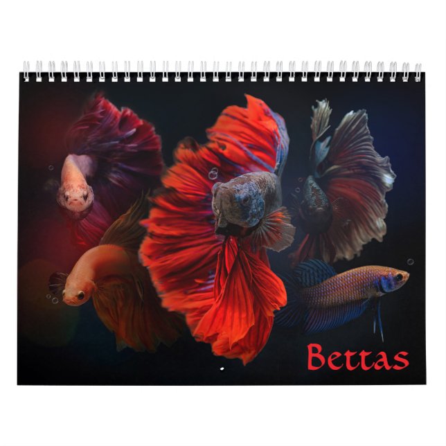 Calendário Betta Fish Calendar (Capa)