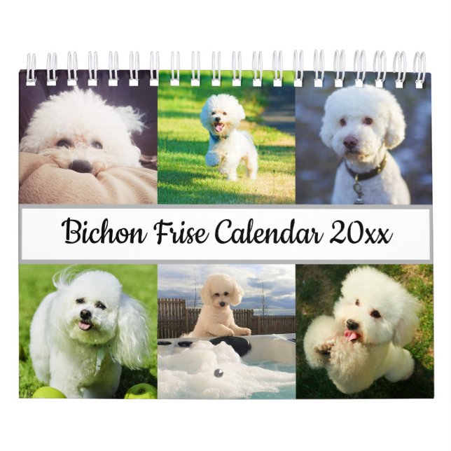 Calendário Bichon Frise (Capa)