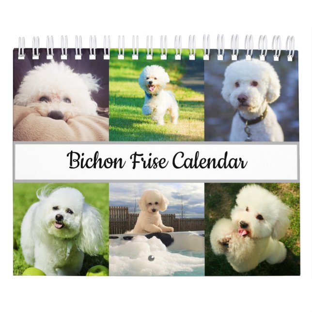 Calendário Bichon Frise (Capa)