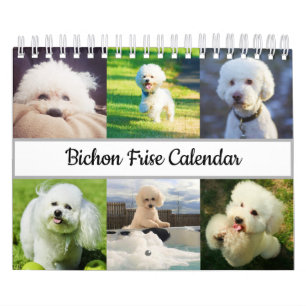 Calendário Bichon Frise 2022