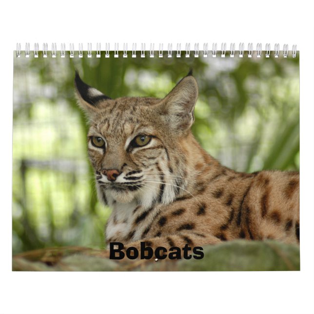 Calendário BobcatBCR032, linces (Capa)