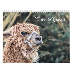 Calendário bonito da alpaca inteiramente