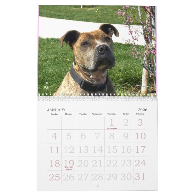 Calendário bonito do cão de Bullys 2011 (Jan 2026)