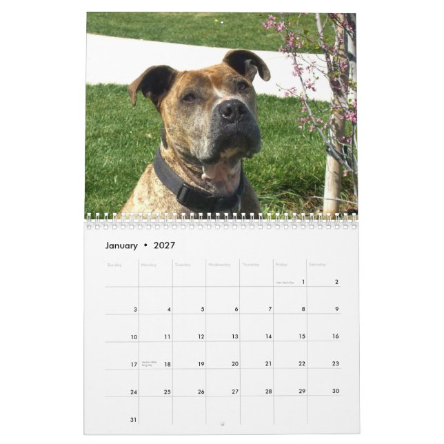 Calendário bonito do cão de Pitbulls 2014 (Jan 2027)