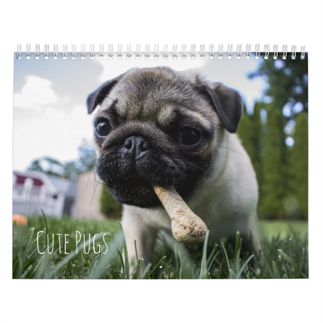Calendário bonito dos cães dos Pugs - customizável (Capa)