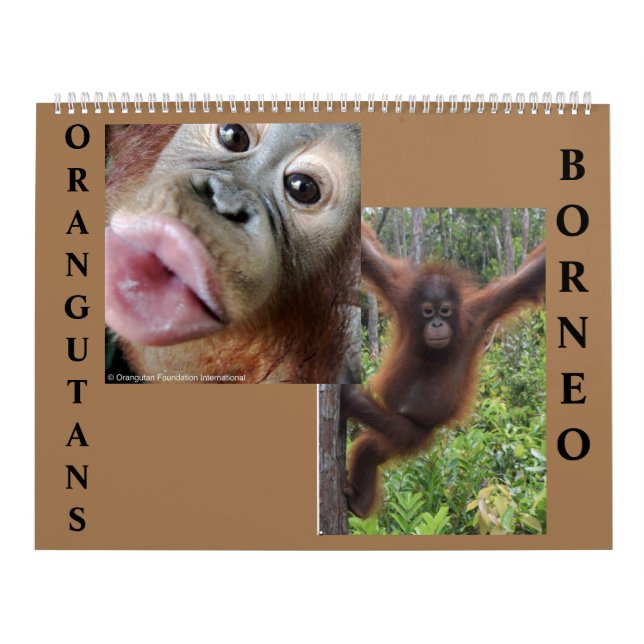 Calendário Borneo Orangutans (Capa)