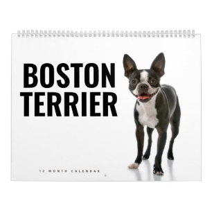 Calendário Boston Terrier