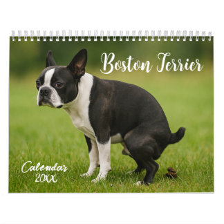 calendário Boston Terrier 2026
