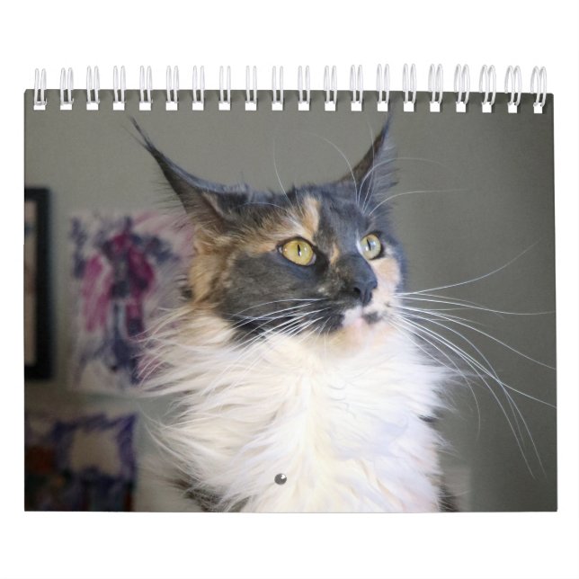 Calendário Bougie Dilute Calico Maine Coon Cat (Capa)