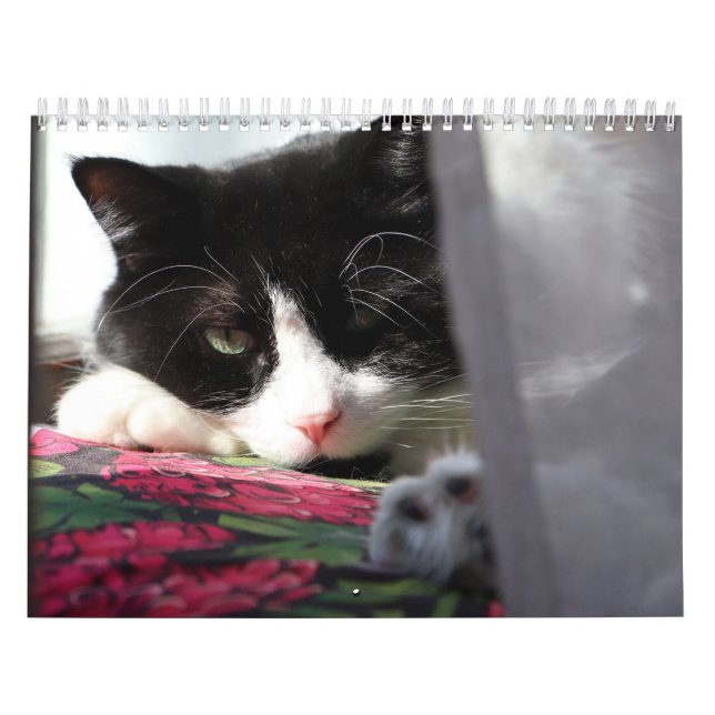 Calendário Bravo Sir Bebê (Capa)