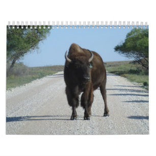 Calendário Buffaloed!