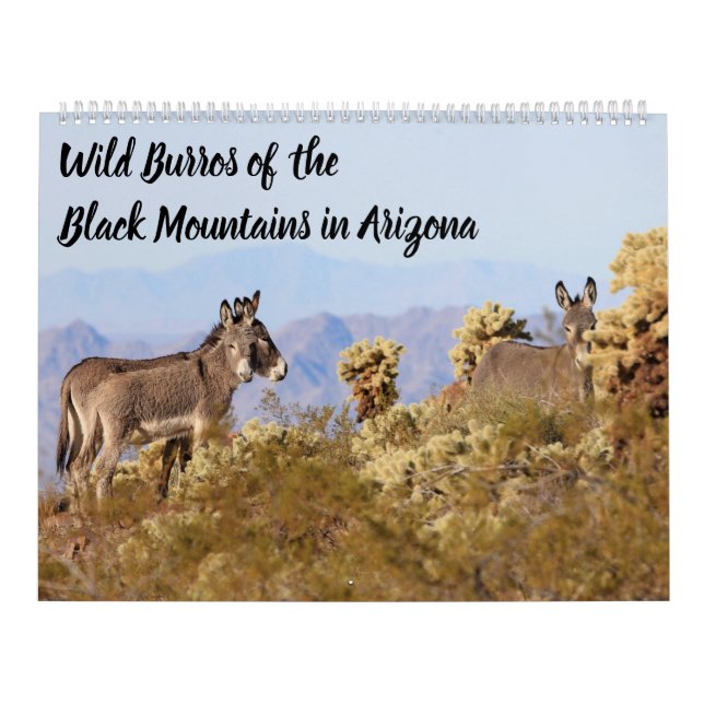Calendário Burros selvagens das montanhas negras (Capa)