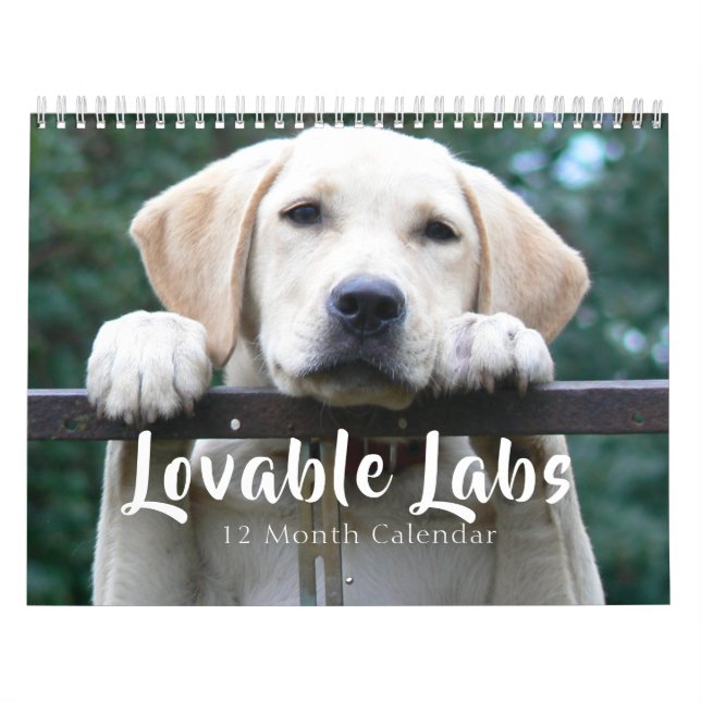 Calendário Cachorro Labrador Retriever, 2026 (Capa)