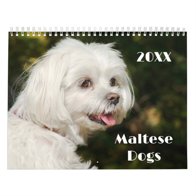 Calendário Cães e Cães Malteses (Capa)