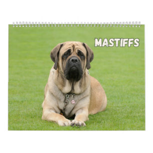 Calendário Cães Mastiff, Mastiff