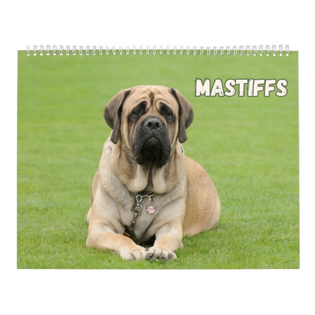 Calendário Cães Mastiff, Mastiff (Capa)